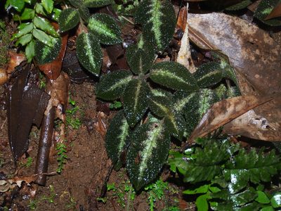 Episcia lilacina, photographed by Lena Struwe