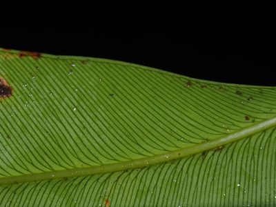 Olfersia cervina, photographed by Lena Struwe