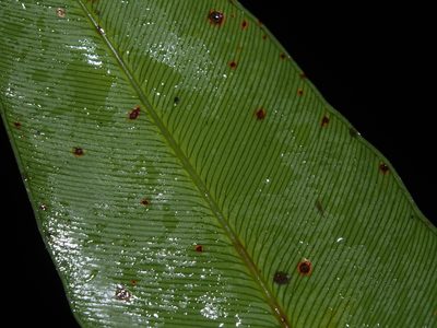 Olfersia cervina, photographed by Lena Struwe