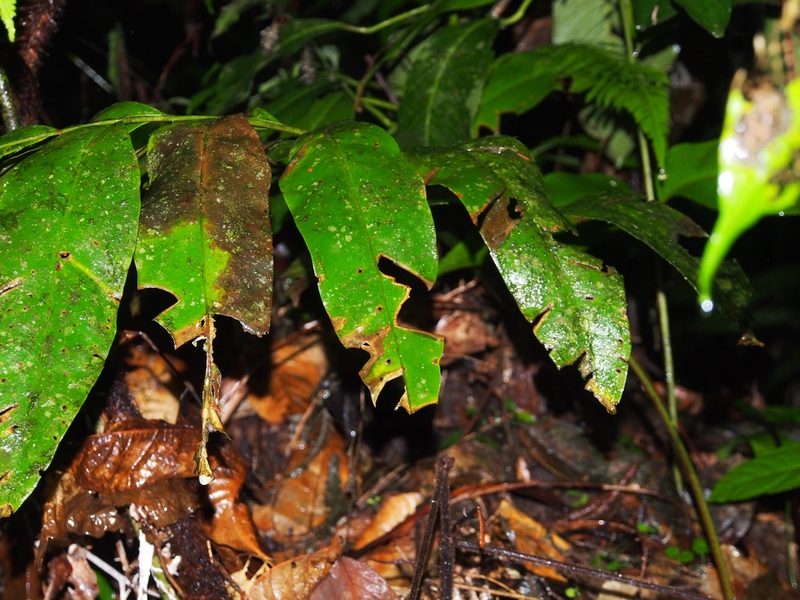 Olfersia cervina, photographed by Lena Struwe