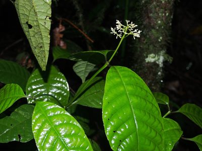 Palicourea acuminata, photographed by Lena Struwe