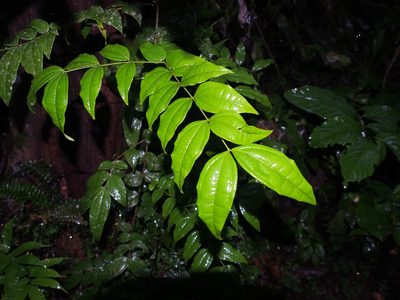 Strychnos panamensis, photographed by Lena Struwe