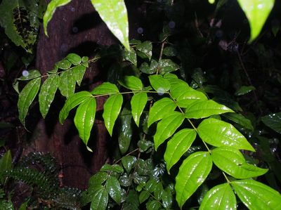 Strychnos panamensis, photographed by Lena Struwe