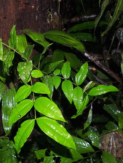 Strychnos panamensis, photographed by Lena Struwe
