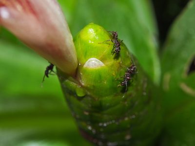 Costus laevis, photographed by Lena Struwe