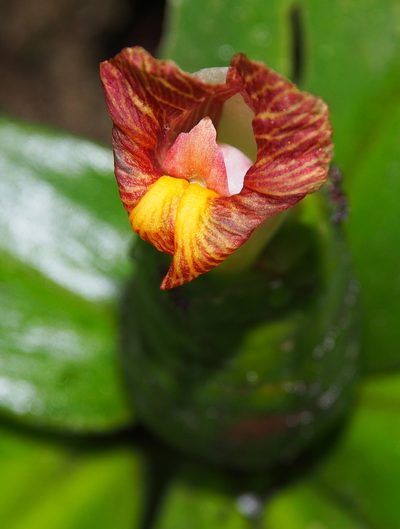 Costus laevis, photographed by Lena Struwe