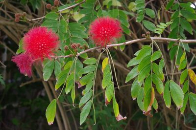 Calliandra haematocephala, photographed by Takaaki Hattori