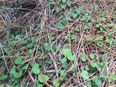 Nertera dichondrifolia, photographed by nick_goldwater