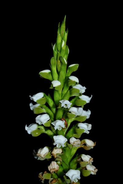 Aulosepalum hemichrea, photographed by Daniel Pineda Vera