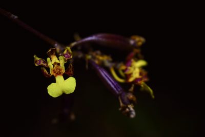 Trichocentrum ascendens, photographed by Daniel Pineda Vera