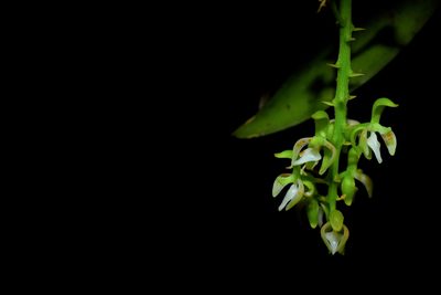 Notylia barkeri, photographed by Daniel Pineda Vera