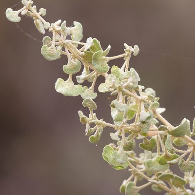 Atriplex stipitata, photographed by Kym Nicolson
