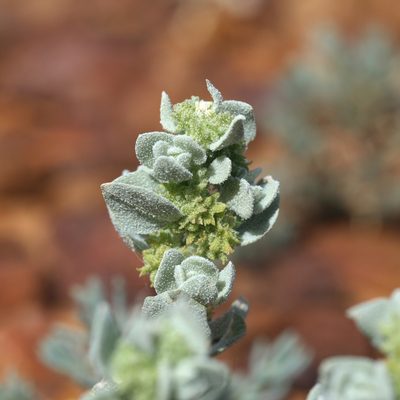 Atriplex fissivalvis, photographed by Kym Nicolson