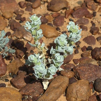 Atriplex fissivalvis, photographed by Kym Nicolson