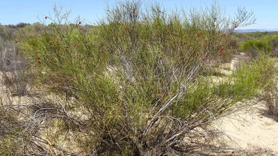 Muraltia scoparia, photographed by Paul Emms