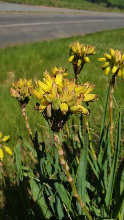 Aloe linearifolia, photographed by Aaliyah Motala