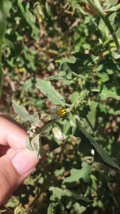 Solanum catombelense, photographed by Aaliyah Motala