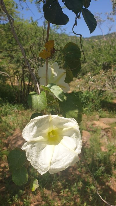 Ipomoea albivenia, photographed by Aaliyah Motala
