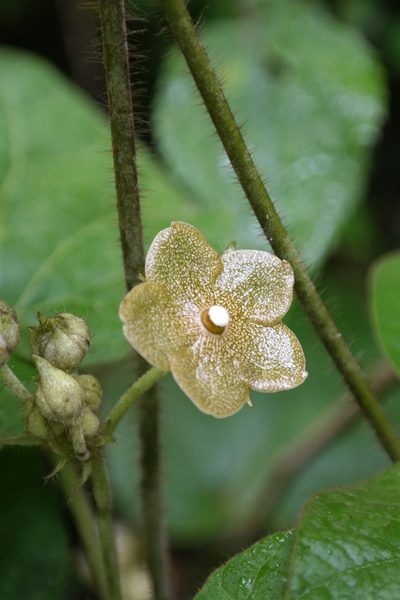 Tutunakanthus velutinus, photographed by Leonardo O. Alvarado Cárdenas