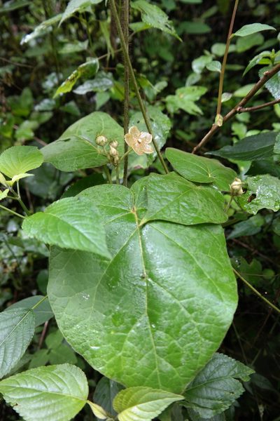 Tutunakanthus velutinus, photographed by Leonardo O. Alvarado Cárdenas