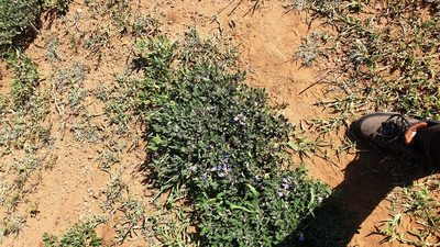 Blepharis natalensis, photographed by Aaliyah Motala