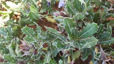 Blepharis natalensis, photographed by Aaliyah Motala