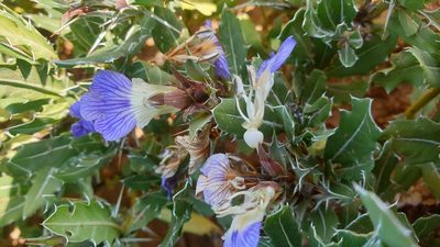 Blepharis natalensis, photographed by Aaliyah Motala