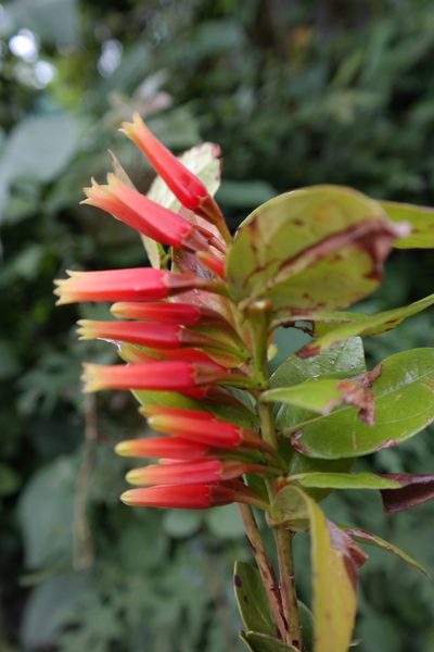 Macleania insignis, photographed by Leonardo O. Alvarado Cárdenas