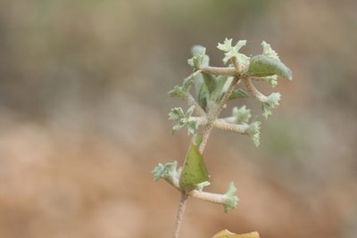 Atriplex limbata, photographed by Kym Nicolson