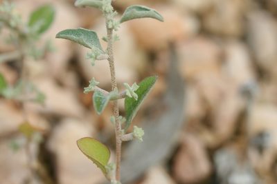 Atriplex limbata, photographed by Kym Nicolson