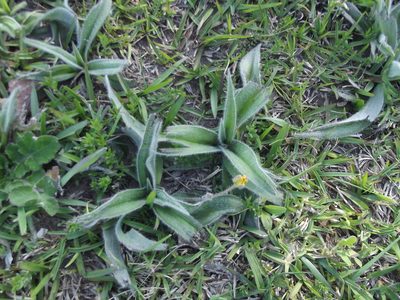 Hypoxis sobolifera, photographed by Ludwig Muller