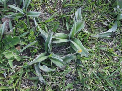 Hypoxis sobolifera, photographed by Ludwig Muller