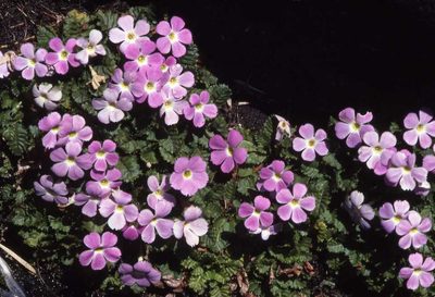 Primula gracilipes, photographed by Simon Tonge