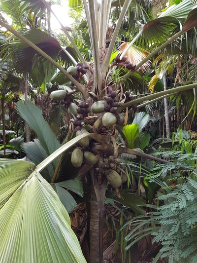 Lodoicea maldivica, photographed by Nathan Mesnildrey