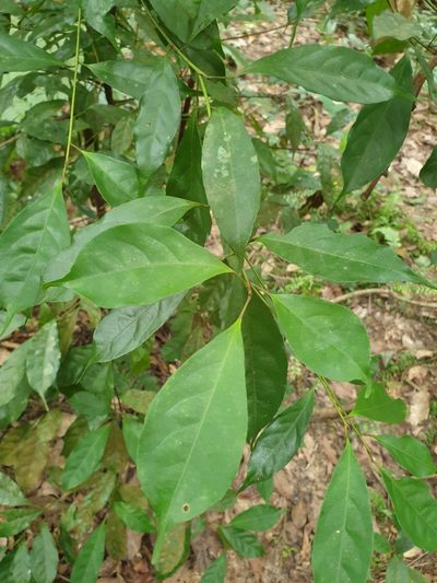 Elaeocarpus mastersii, photographed by Cheongweei Gan