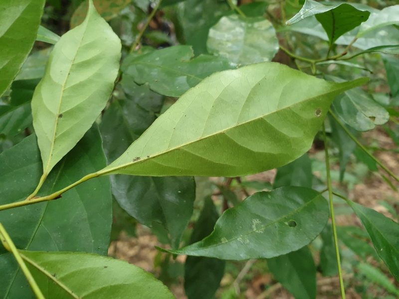 Elaeocarpus mastersii, photographed by Cheongweei Gan