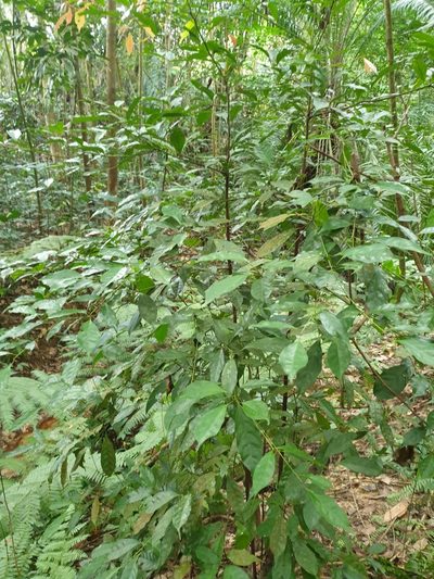 Elaeocarpus mastersii, photographed by Cheongweei Gan