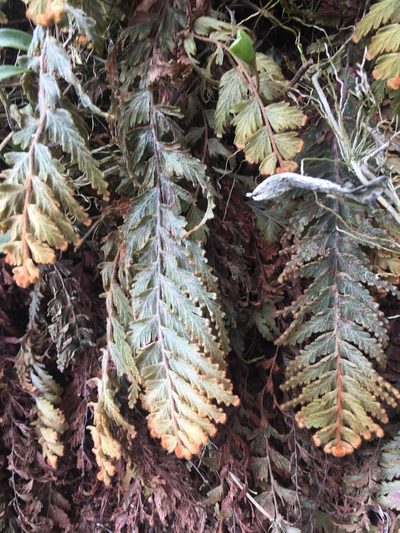 Hymenophyllum tomentosum, photographed by margaritarestrepou