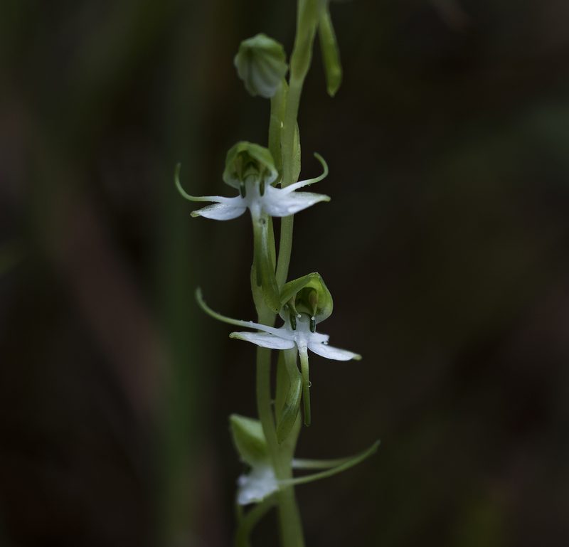 Habenaria diphylla, photographed by S.MORE