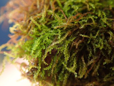 Cephaloziella divaricata, photographed by Randal