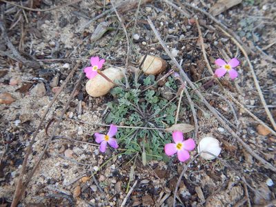 Marcus-kochia triloba, photographed by Duarte Frade