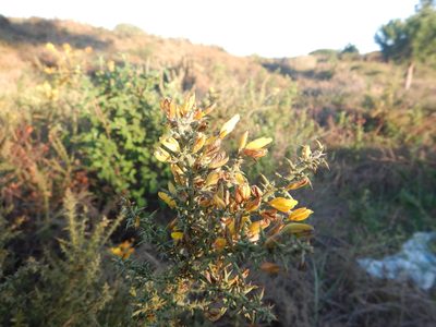 Ulex argenteus, photographed by Duarte Frade