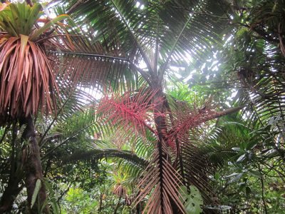 Prestoea acuminata, photographed by Eric Knight
