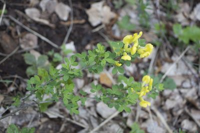 Chamaecytisus ruthenicus, photographed by Полина Полежанкина
