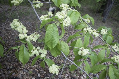 Ulmus glabra, photographed by Полина Полежанкина