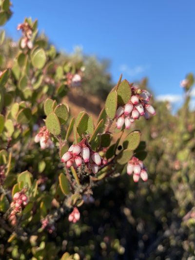 Arctostaphylos myrtifolia, photographed by Matt Berger