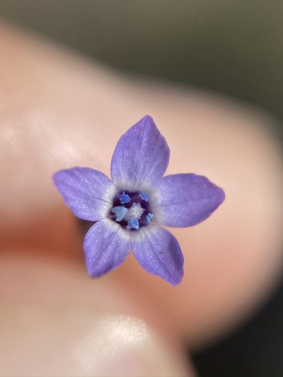 Gilia minor, photographed by Matt Berger
