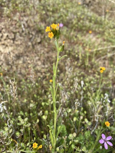 Amsinckia lycopsoides, photographed by Matt Berger