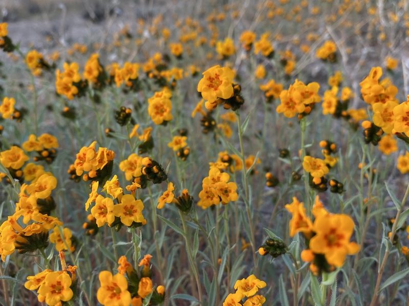 Amsinckia vernicosa, photographed by Matt Berger
