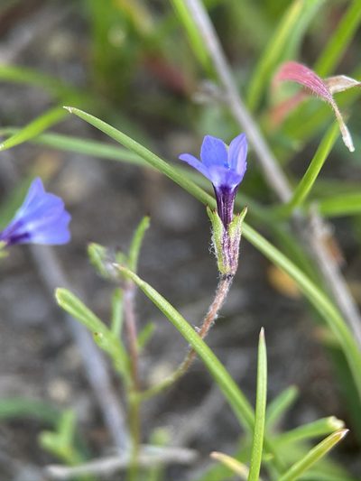 Gilia minor, photographed by Matt Berger